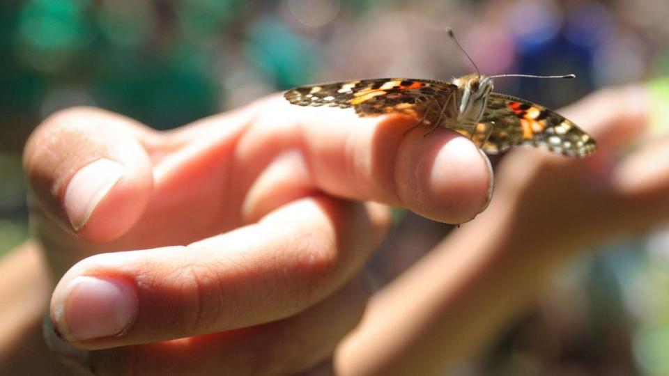 Santa Margarita Elementary students released painted lady butterflies and lady bugs in the school’s garden on May 22, 2024.