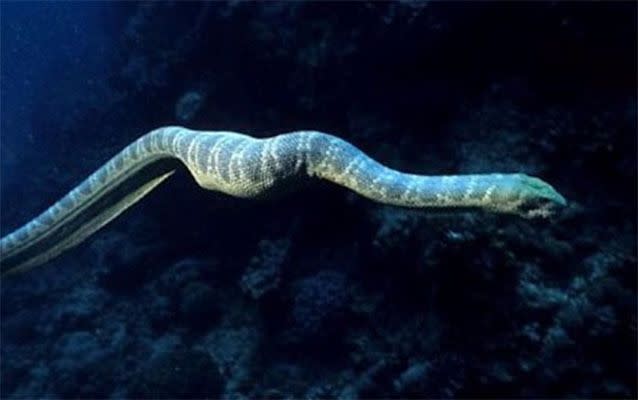 Stokes's sea snake. Photo: Supplied