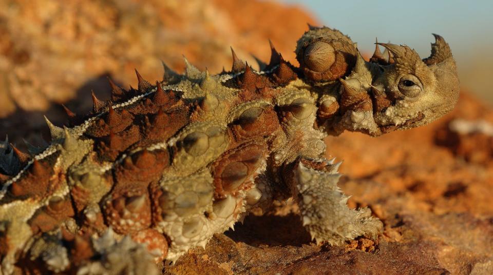 Thorny devils can eat more than 1,000 ants per meal. Euan Ritchie