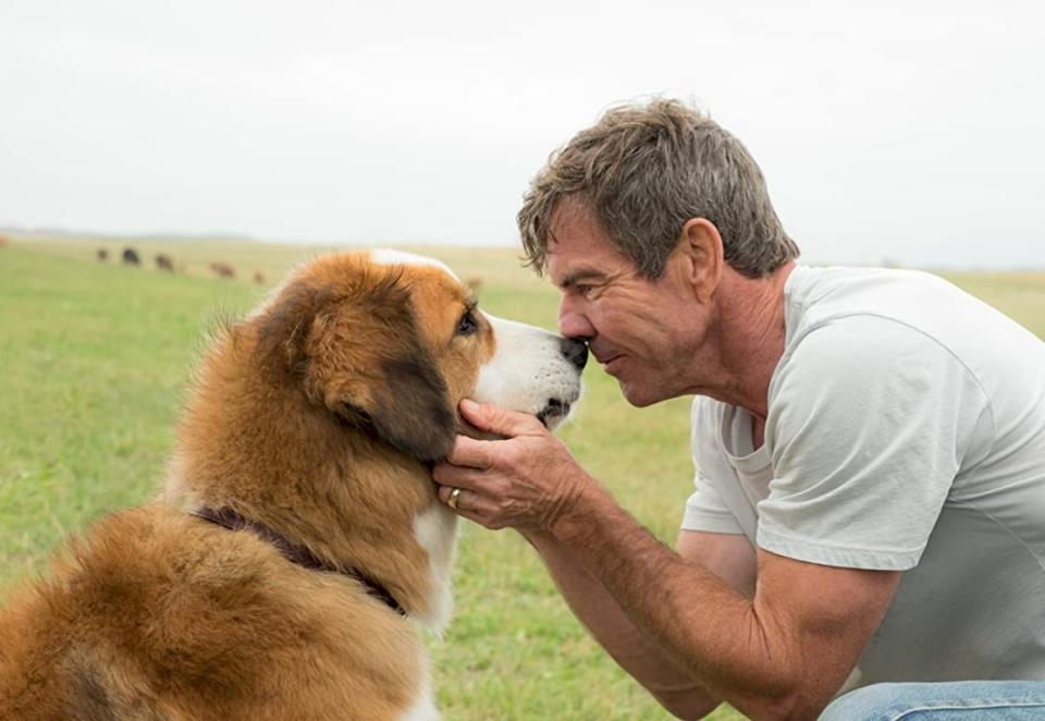 好萊塢電影「為了與你相遇」(A Dog's Purpose)。(網路圖片)