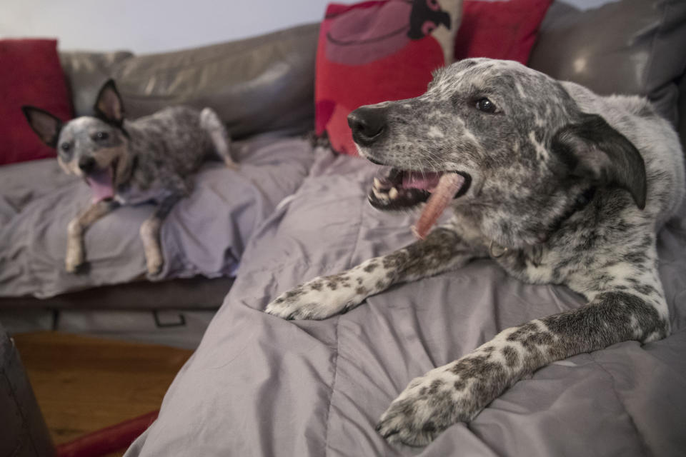 In this Thursday, Jan. 31, 2019, photo Plop, left, and Schmutzy, rescue dogs owned by Lisa Topol, are seen in New York. Topol recently had the DNA tested for both dogs. Genetic testing for dogs has grown rapidly in recent years, fueled by companies marketing kits that offer to decode dogs’ heritage and health as simply, or laboriously, as owners can swab a canine cheek. More than a million dogs have been tested in little over a decade. (AP Photo/Mary Altaffer)