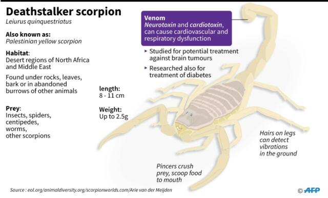 Research Explores the Benefits of Scorpions and Venom