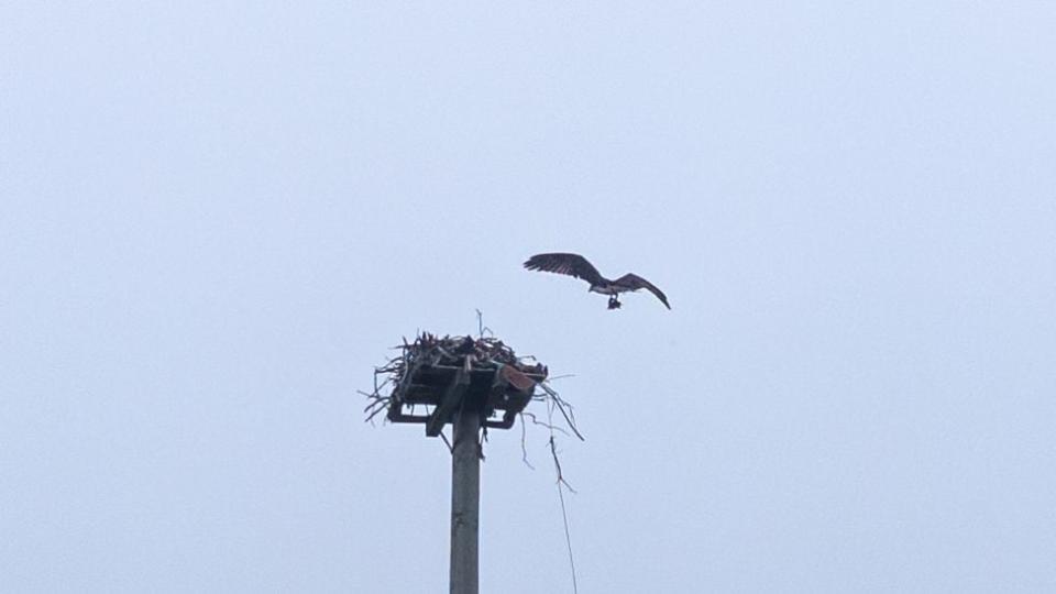 An osprey landing on the platform at North Rustico Harbour, P.E.I. 