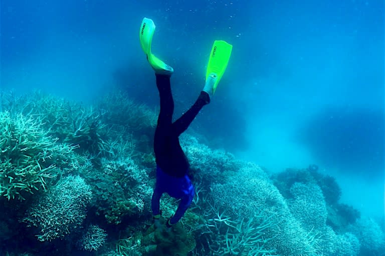 Un plongeur s'approche de la Grande barrière de corail en Australie, le 7 mars 2022 (Glenn NICHOLLS)