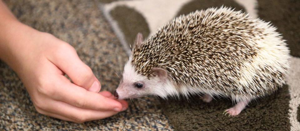 Bloomington residents may keep animals like hedgehogs, sugar gliders and degus.