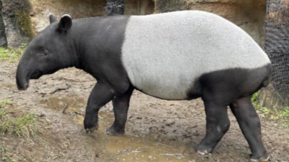 日本馬來貘英雄抵台死亡。（圖／翻攝自橫濱市立動物園Zoorasia）