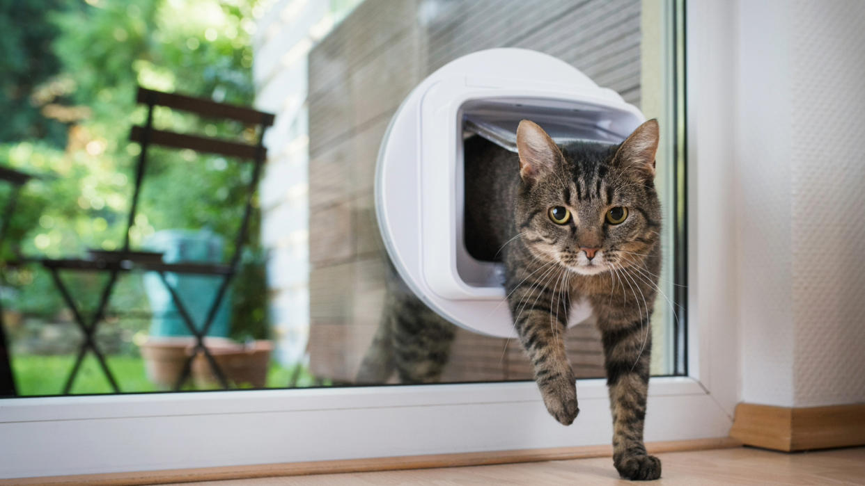  Cat jumping through cat door alternatives. 