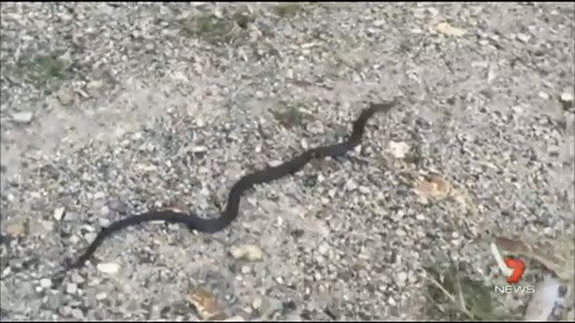 The snake was later released into the bushland. Photo: 7 News