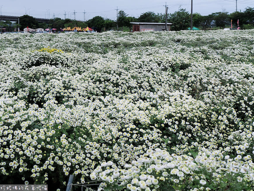 2023銅鑼杭菊芋頭節