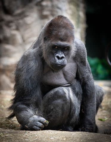 <p>Buffalo Zoo</p> Koga, silverback western lowland gorilla