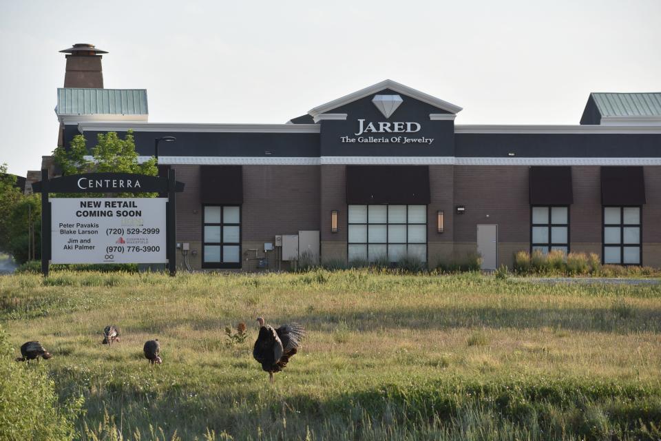 A flock of wild turkeys has taken up residence at the Promenade Shops at Centerra near the U.S. Highway 34 and Interstate 25 interchange.