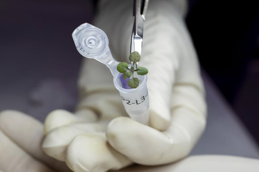 En esta foto del 2021 proveída por el Instituto de Ciencias de Agricultura y Alimentos de la Universidad de Florida, un científico coloca una planta de Arabidopsis thaliana en un vial para análisis genético durante un experimento con suelo lunar en un laboratorio en Gainsville, Florida. (Tyler Jones/UF/IFAS via AP)