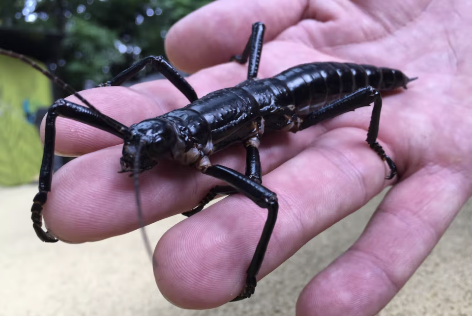 Most invertebrates rarely get the attention of charismatic species like the koala. One exception is this Lord Howe Island stick insect, which has benefited from a long-standing conservation program. Source: AAP