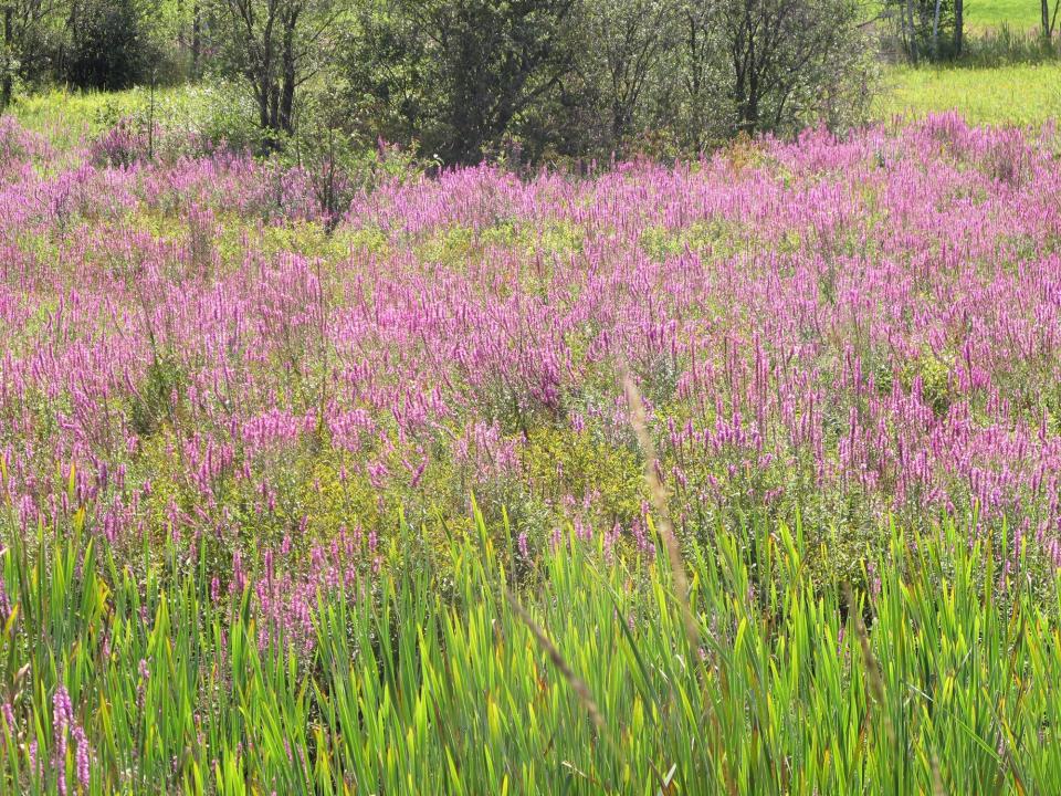 Purple loosestrife is beautiful, but it can take over a wetland. It will also grow in dry place if given the chance.