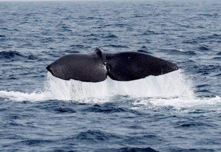 The fluke of a sperm whale sticks out of the sea as it dives in the sea near Rausu