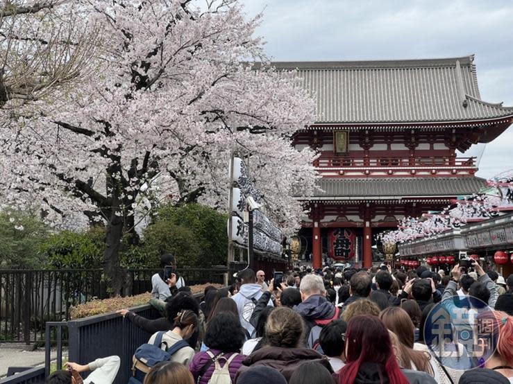 當然，淺草寺的櫻花也不容錯過。