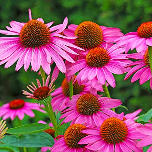 Purple Coneflower Seeds for Planting - Over 3,800 Premium Seeds - Attracts Pollinators - Non GMO