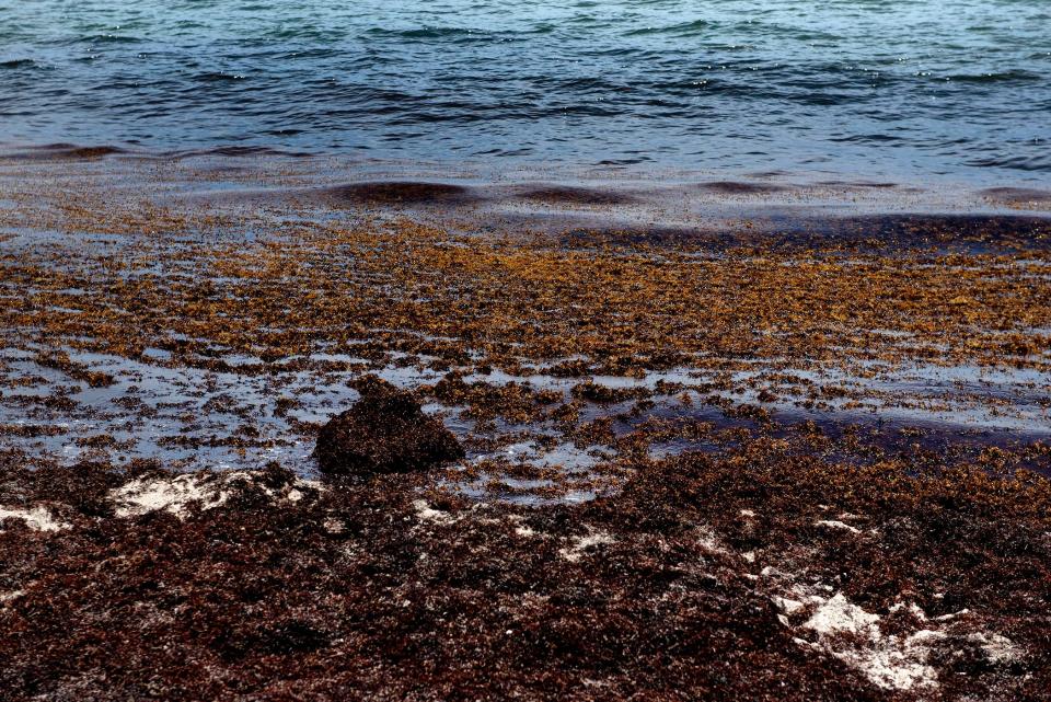 Sargassum, a brown macroalgae accumulates, as beachgoers sunbath and swim at at Midtown Beach Palm Beach August 2, 2022. 