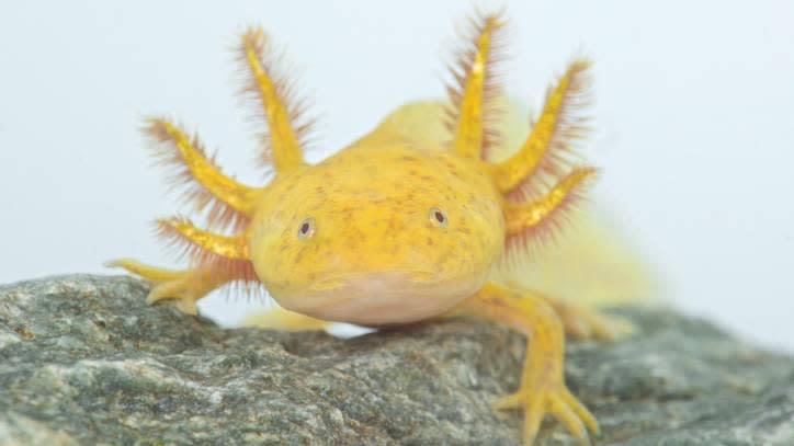 axolotl