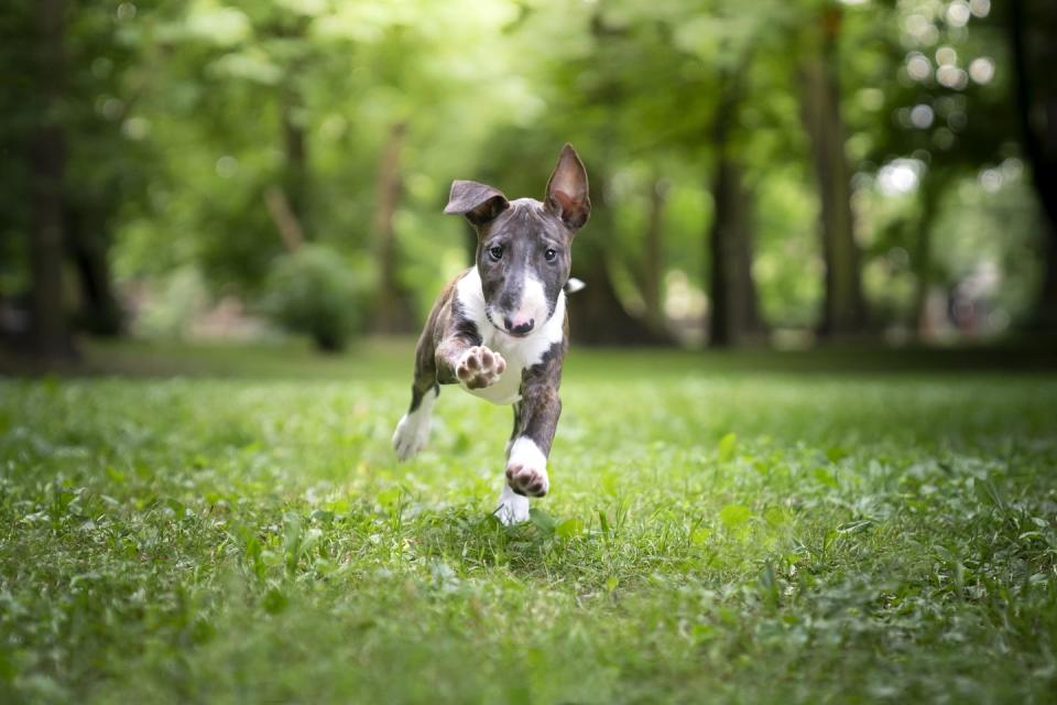 dogs that can be left alone bull terrier