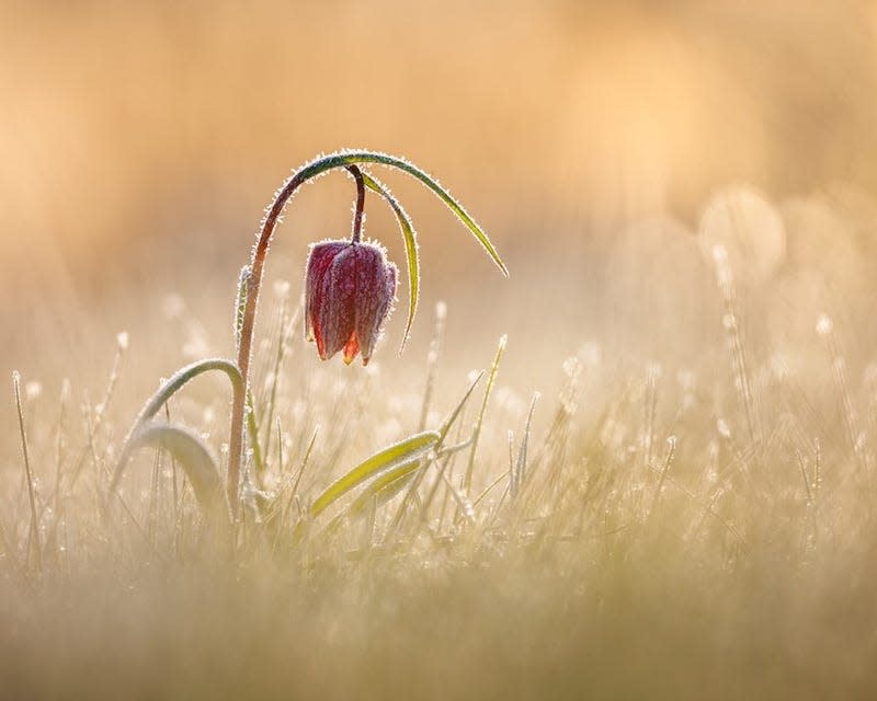 A snake’s head fritillary thawing out in the UK.