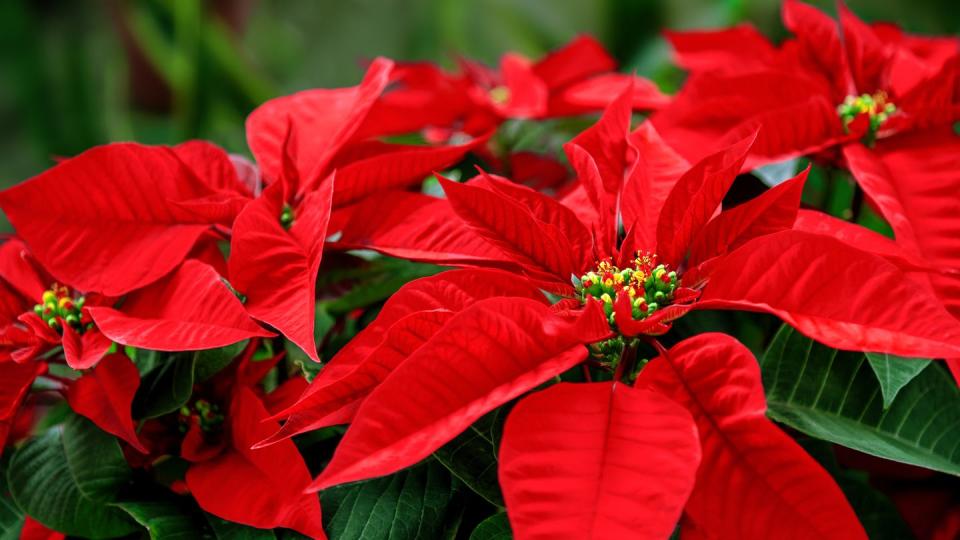 close up of poinsettia flower