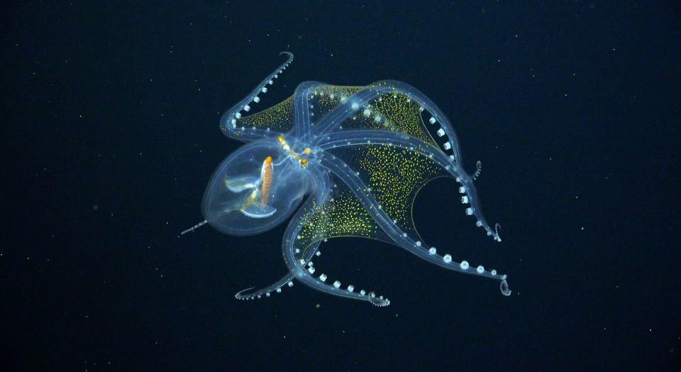 A picture shows a glass octopus floating in water. Its body is almost completely see-through.