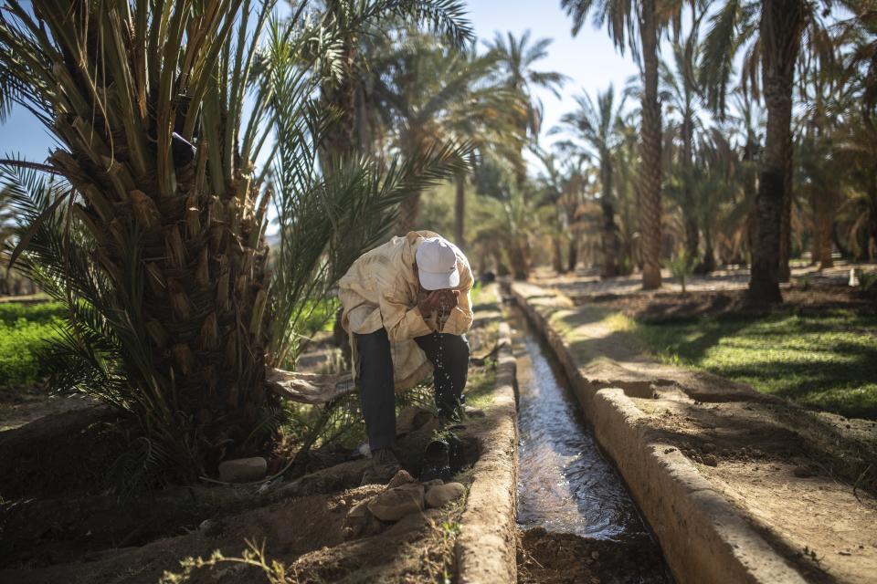 A farmer drinks water while working in his land in the Alnif oasis town, near Tinghir, Morocco, Tuesday, Nov. 29, 2022. The centuries-old oases that have been a trademark of Morocco are under threat from climate change, which has created an emergency for the kingdom's agriculture. (AP Photo/Mosa'ab Elshamy)