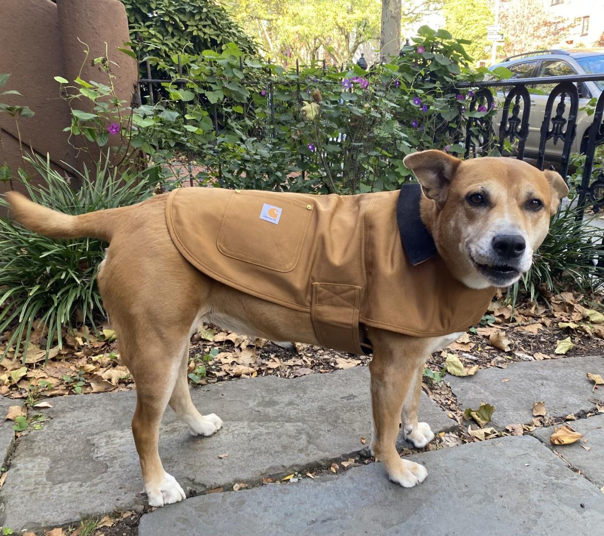 a lab mix wears a dog jacket by carhartt, a good housekeeping pick for best dog coat