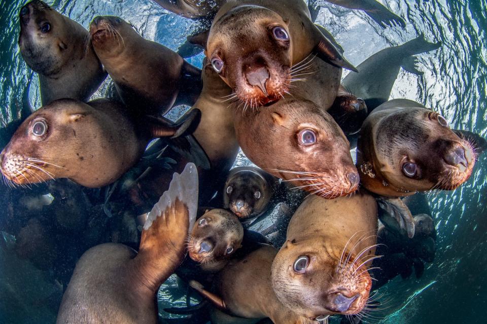 sea lions