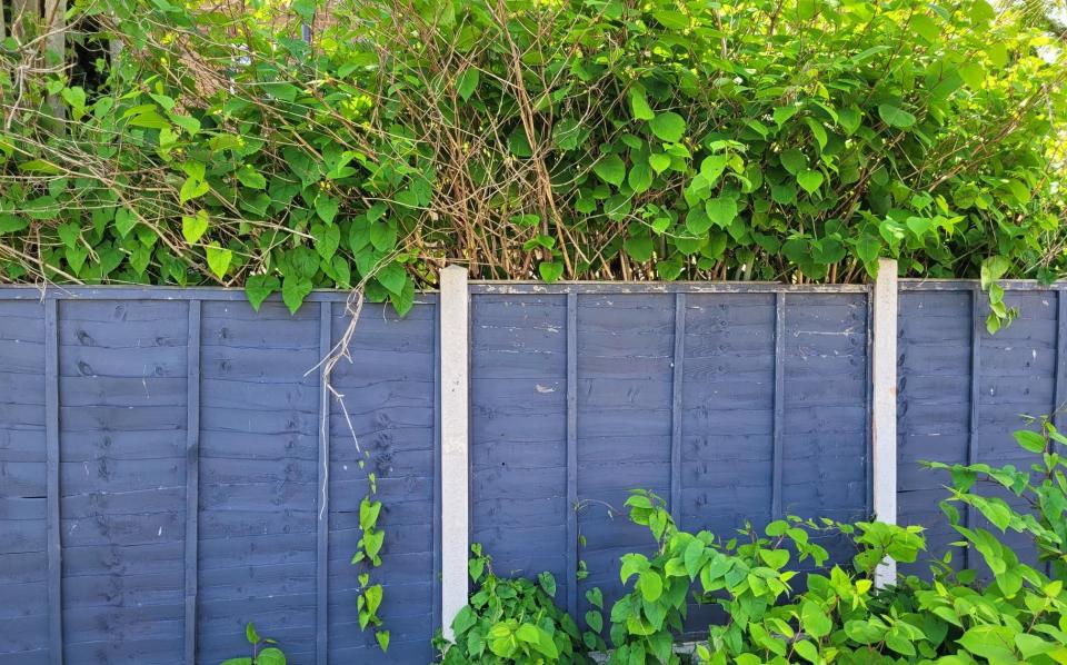 Japenese knotweed can grow four inches a day and reach three metres tall.