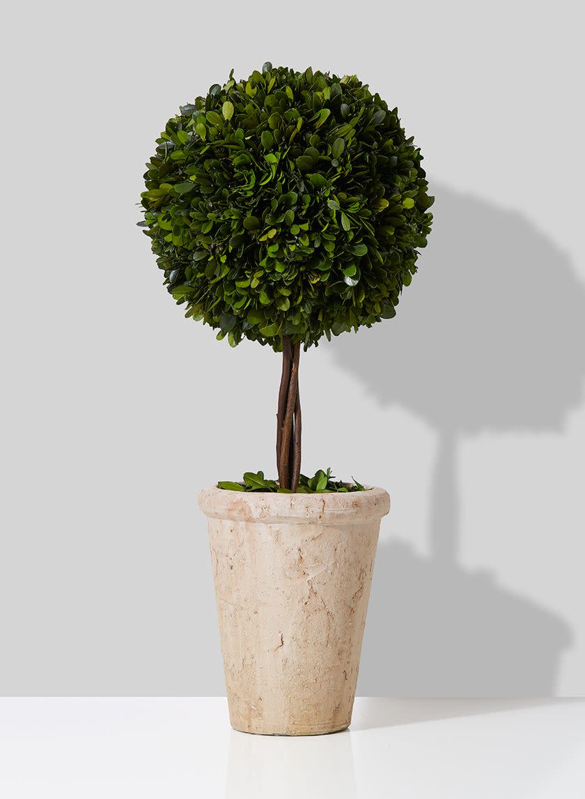 Preserved Boxwood Ball Topiary