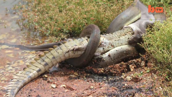 Here's How a Python Jaw Can Fit a Whole Deer