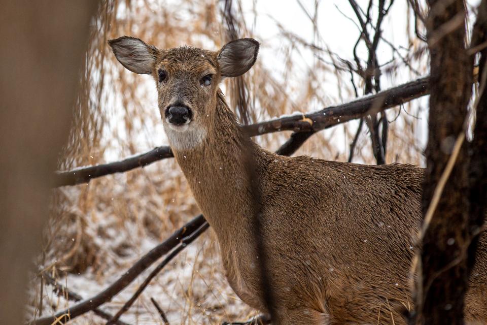 Deer wander Martin Park Nature Center as snow falls Tuesday in Oklahoma City.