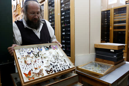 Laibale Friedman, a collection manager at Tel Aviv University carries a specimen display box at a laboratory whose collection will be housed at the Steinhardt Museum of Natural History, a new Israeli natural history museum set to open next year in Tel Aviv, Israel June 8, 2016. REUTERS/Nir Elias