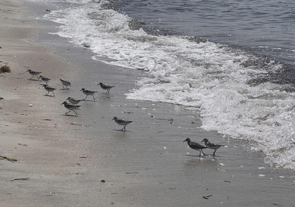 A group of Piping Plovers appear on the shore at Kalmus Park Beach in Barnstable, Mass., on July 24, 2022. The species arrives on Cape Cod in early spring and stays until September. (Tracee Herbaugh via AP)