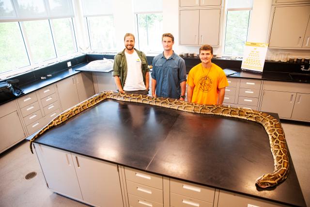 The Longest Burmese Python Ever Measured Was Caught In Florida This 5289