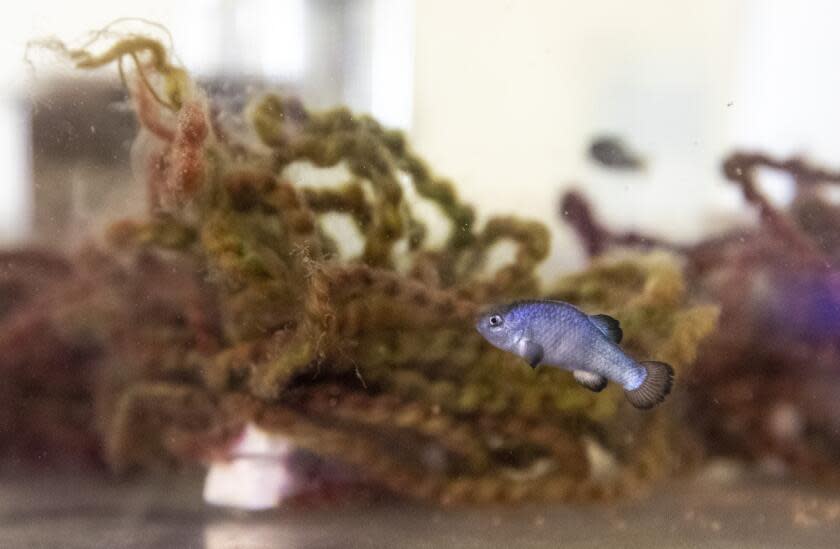 ASH MEADOWS NATIONAL WILDLIFE REFUGE, NYE COUNTY, NEVADA - APRIL 29, 2022: A Devils Hole pupfish swims in a propagation aquarium at the Ash Meadows Fish Conservation Facility, Friday, April 29, 2022 in Ash Meadows National Wildlife Refuge, Nevada. Federal biologists have reported increased numbers of one of the world's rarest fish, the Devils Hole pupfish, counting 175, the most seen in a spring count 22 years. (Brian van der Brug / Los Angeles Times)