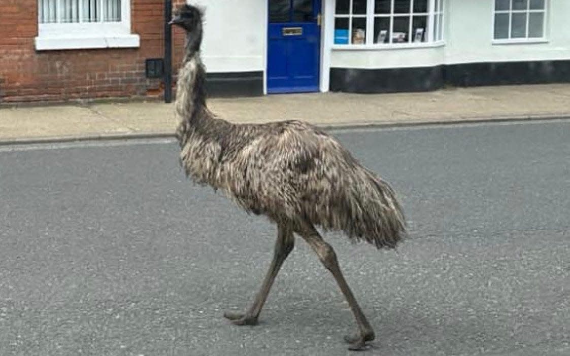 Runaway emu in Hadleigh, Suffolk