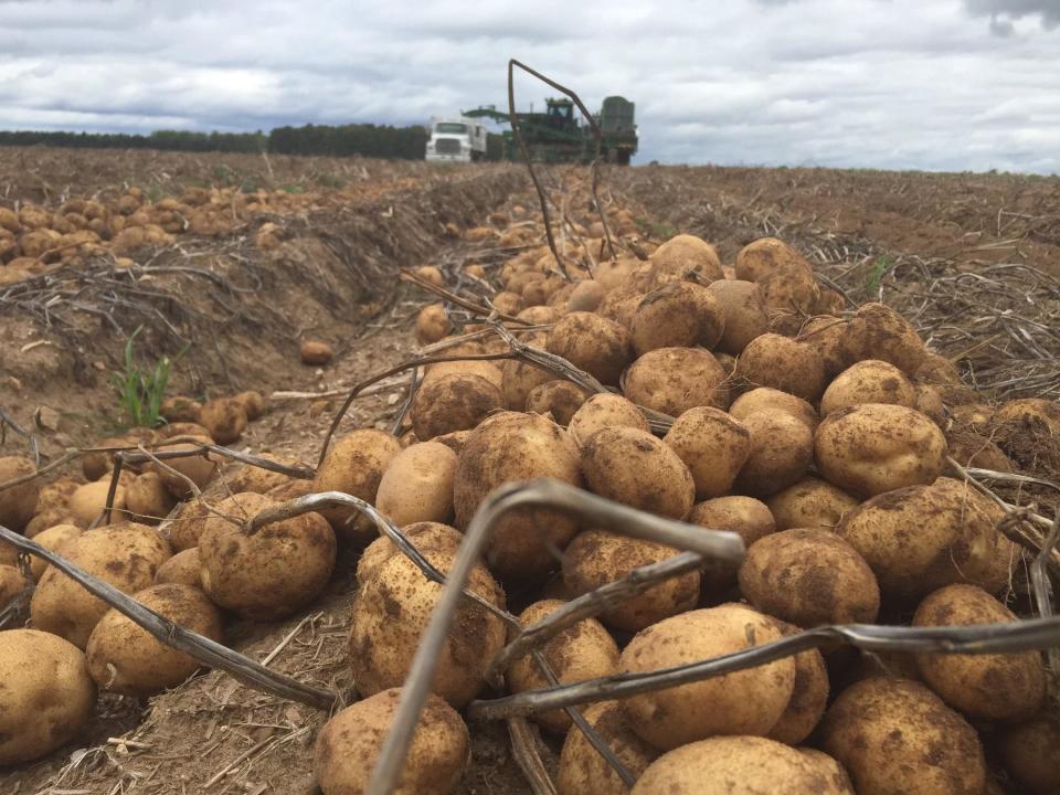 The potatoes from Iott's farm in Jackson.