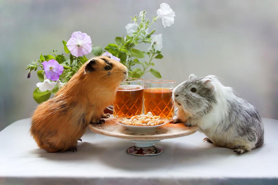 Yes, Guinea Pigs Have a Specific Diet. Luckily, It Won't Cost You Too Much