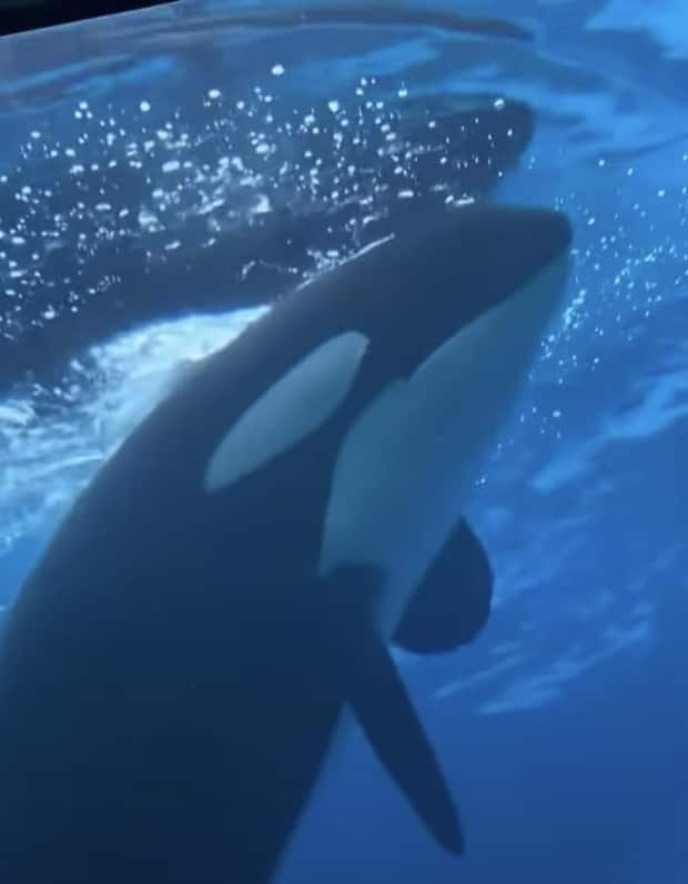 A video of Kiska the orca at Marineland uploaded on July 16 has sparked concerns about the animal's health. (Submitted by Phil Demers - image credit)