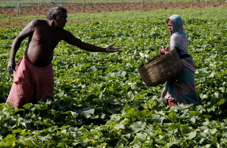 Famers working in the fields near Bhubaneswar, India