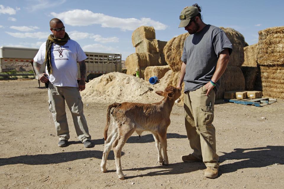 Booda Cavalier, right, and Reid Henrichs look a a calf on the Bundy ranch near Bunkerville, Nev. Wednesday, April 16, 2014. The two are part of the security detail around Cliven Bundy. According to Bundy, the calf was born in a corral set up by the Bureau of Land Management. (AP Photo/Las Vegas Review-Journal, John Locher)