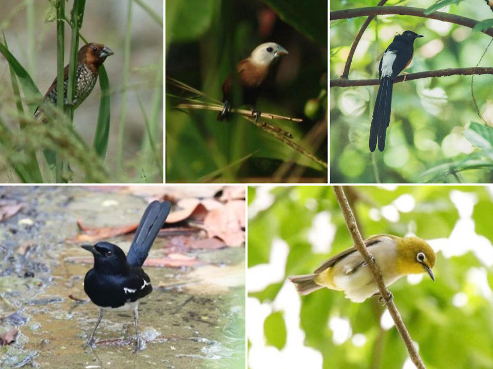 The 815 birds recovered comprised five species: (clockwise from top left) the Scaly-breasted Munia, White-headed Munia, White-rumped Shama, Oriental White-eye and Oriental Magpie-Robin. (PHOTOS: NParks)