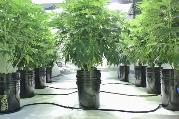 An indoor commercial hydroponic cannabis grow farm.