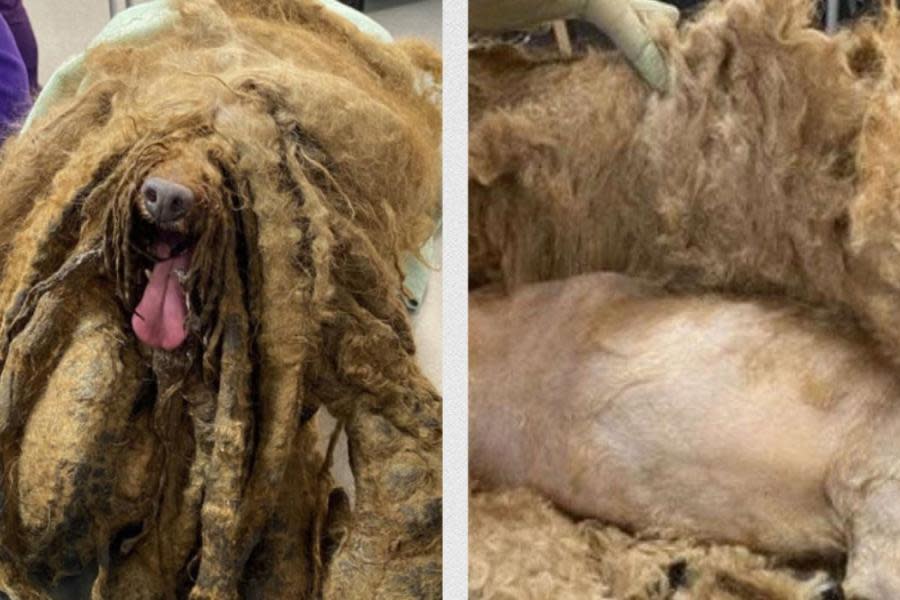 Rescatan a perro cubierto por más de 3 kilos de pelo