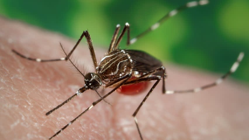 Some biologists are predicting climate change could mean the arrival of new insects in Atlantic Canada. One of the concerns is the Asian tiger mosquito, which is spreading across the U.S. and Europe. (James Gathany/Centers for Disease Control and Prevention - image credit)