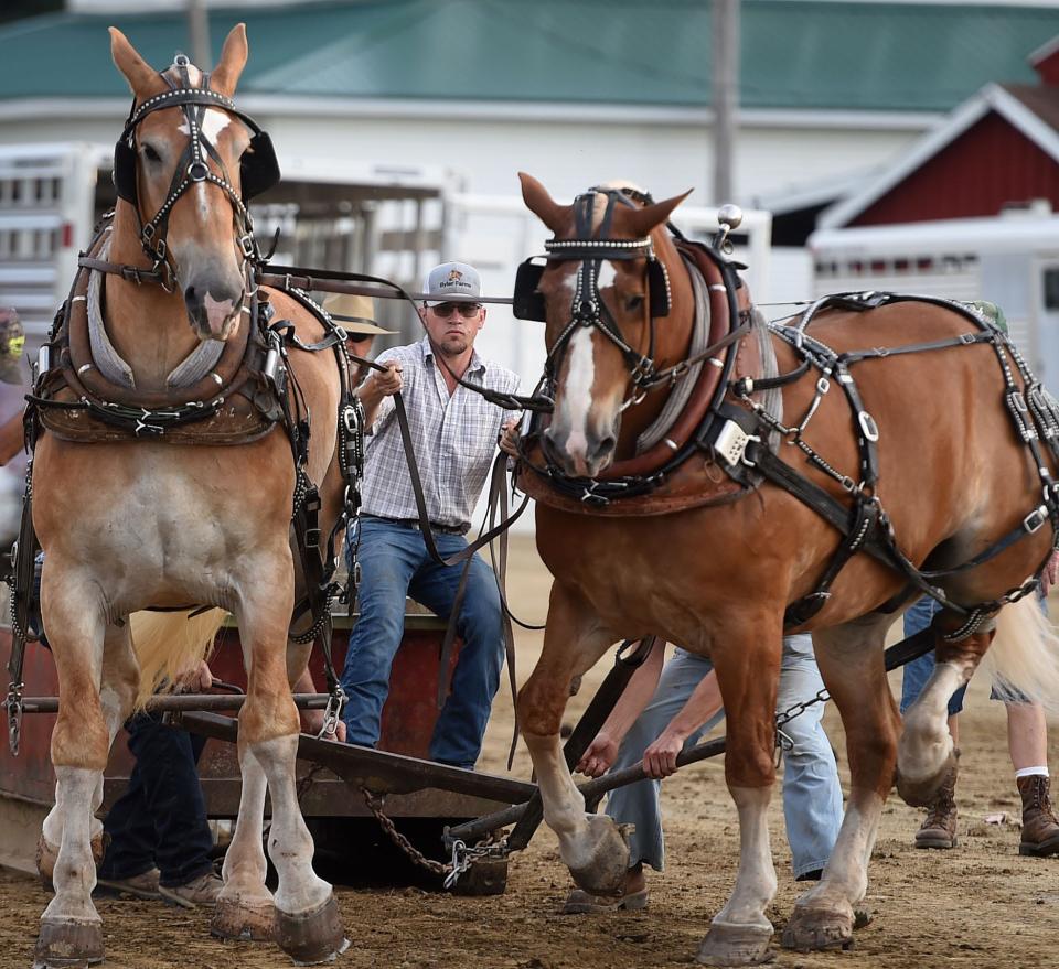 Daniel Byler of Cochranton and his Belgian horses Bud and Charlie compete in the horse pull competition Aug. 31, 2021 at the Erie County Fair at the Wattsburg-Erie County Fairgrounds in Venango Township.