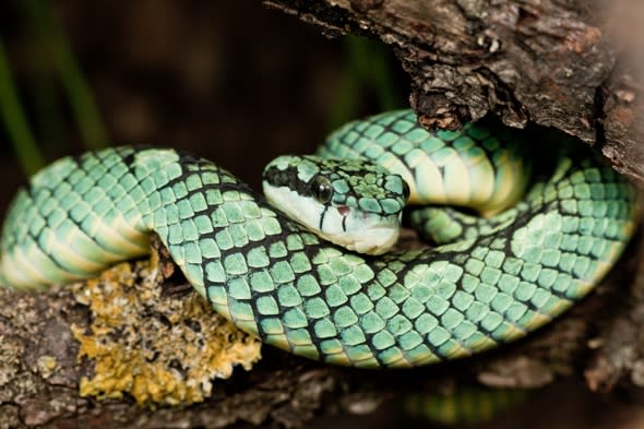 Venomous viper snake escapes enclosure at London Zoo